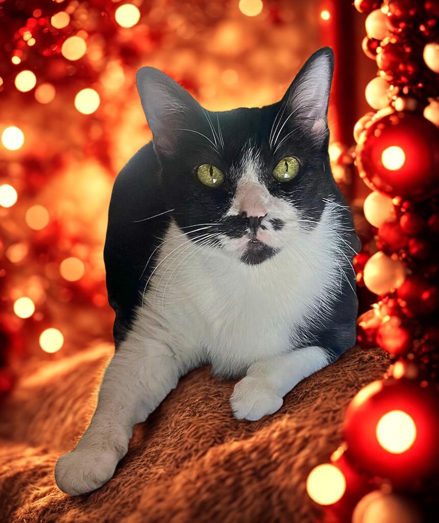 Sheba - Senior Kitty Wishing for a Furr-ever Family