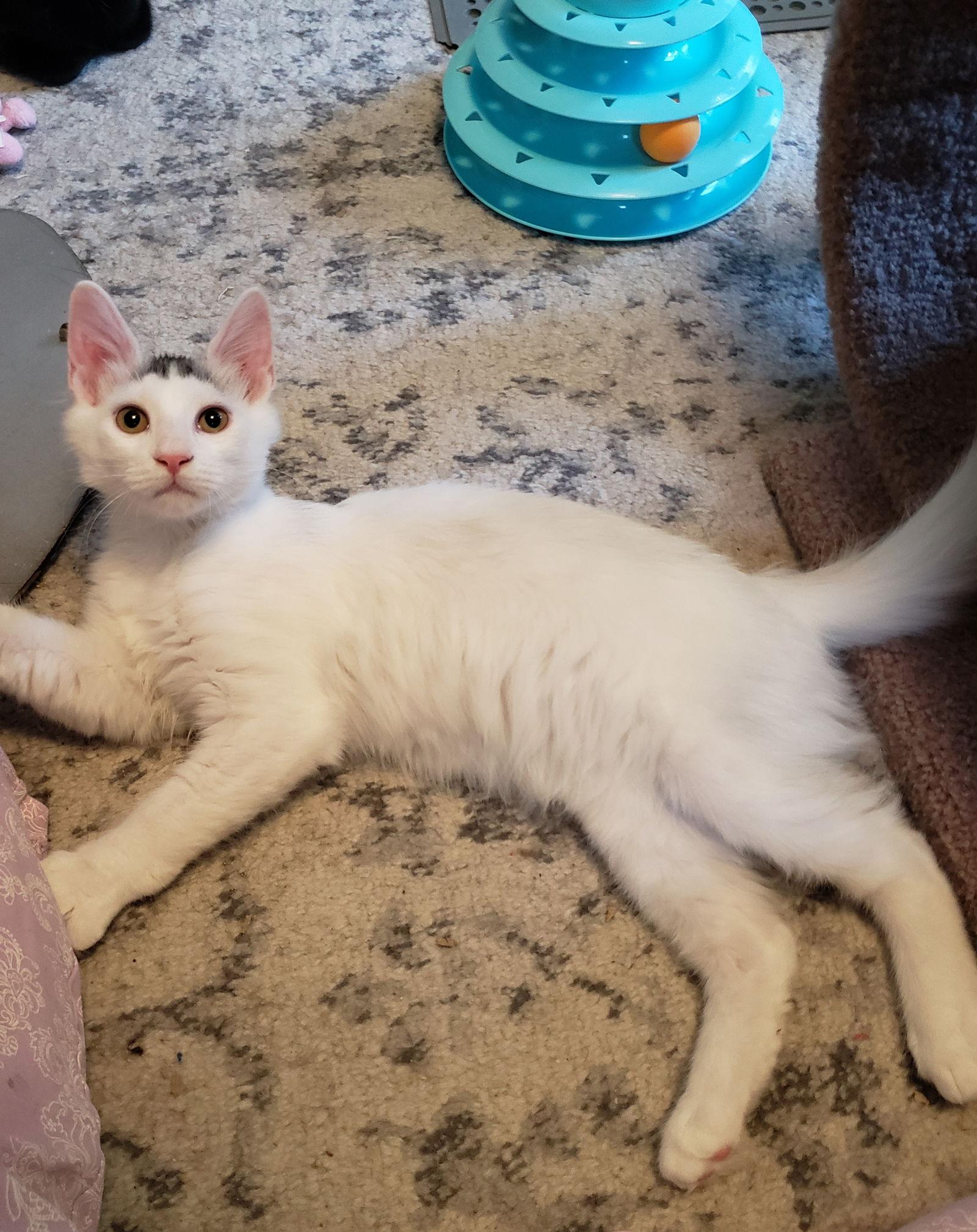 Enlarge Potato Head, a Adopted mixed breed in Cincinnati, OH image 2/3