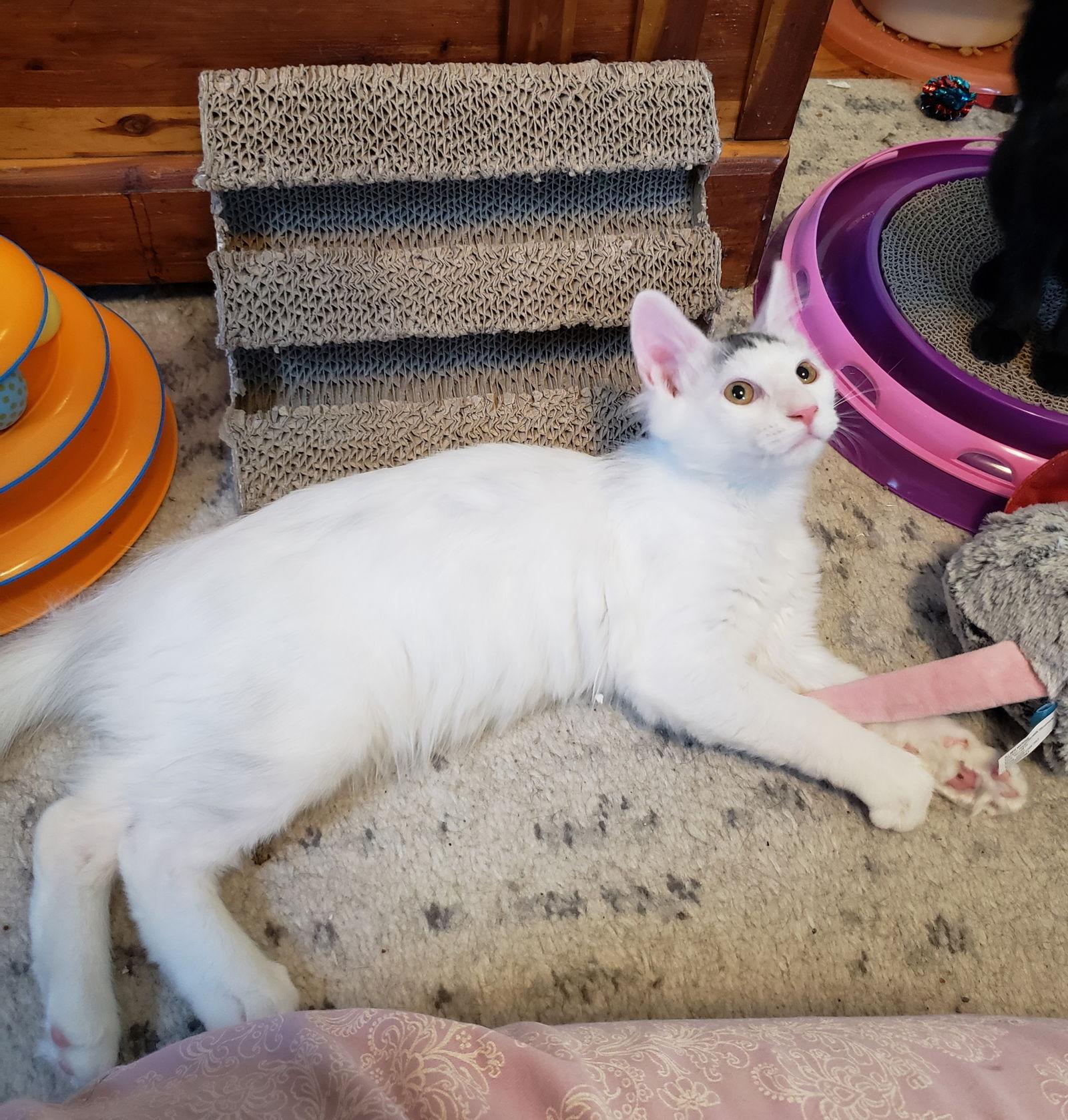 Enlarge Potato Head, a Adopted mixed breed in Cincinnati, OH image 3/3