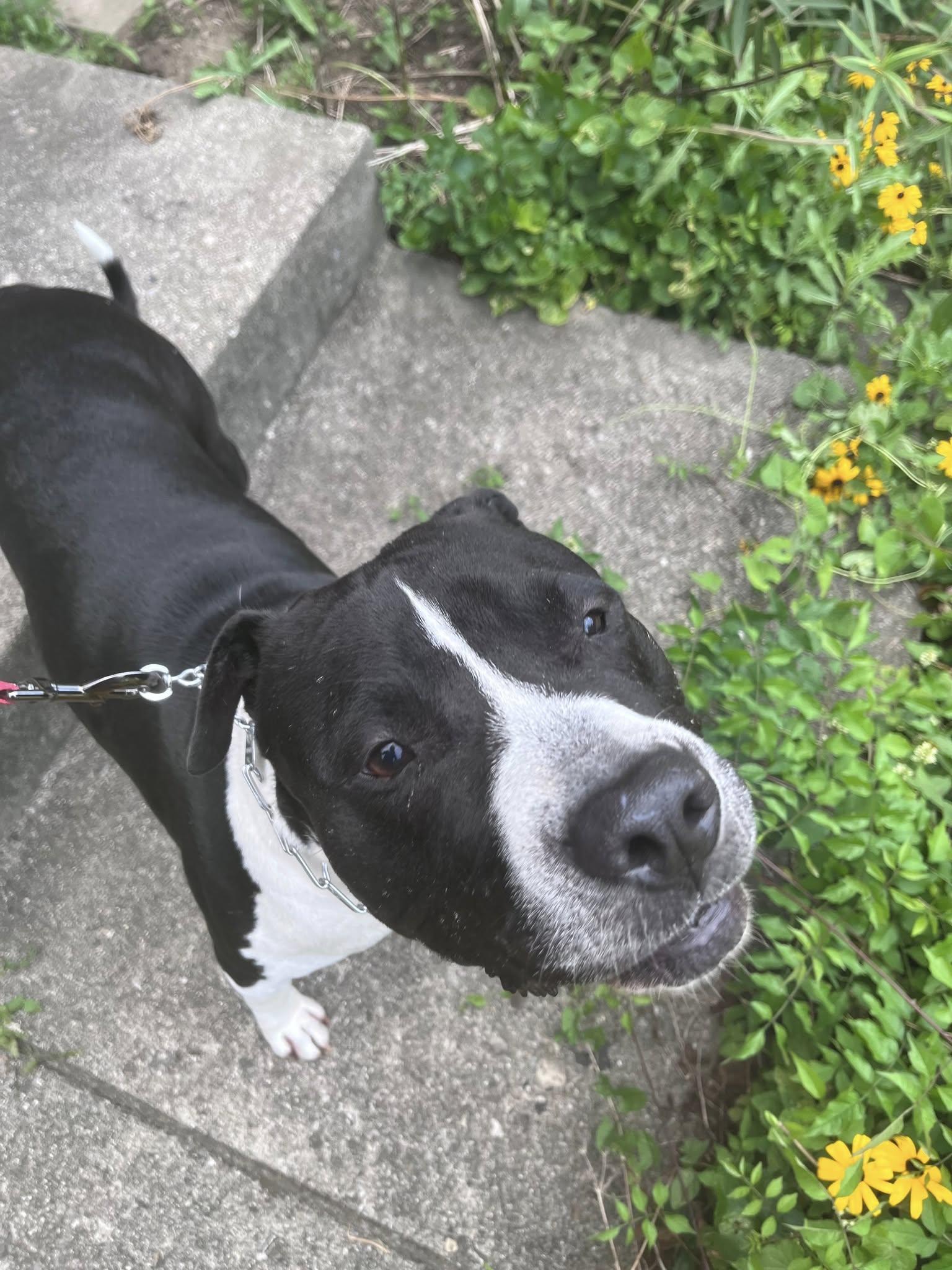 Dale, a Adoptable mixed breed in Speedway, IN image 1/6