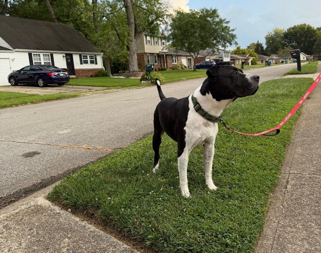 Dale, a Adoptable mixed breed in Speedway, IN image 2/6