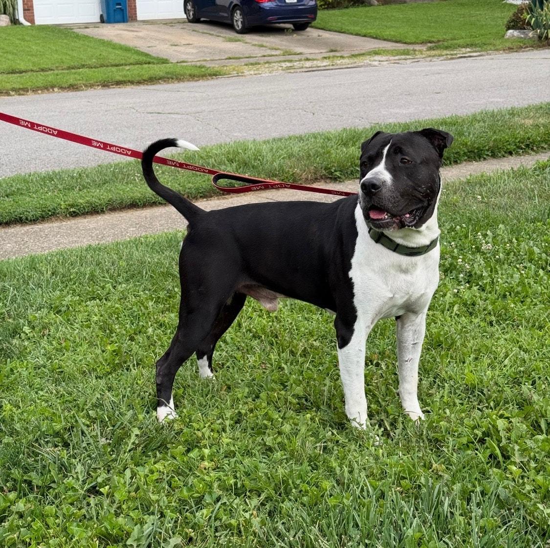 Dale, a Adoptable mixed breed in Speedway, IN image 3/6