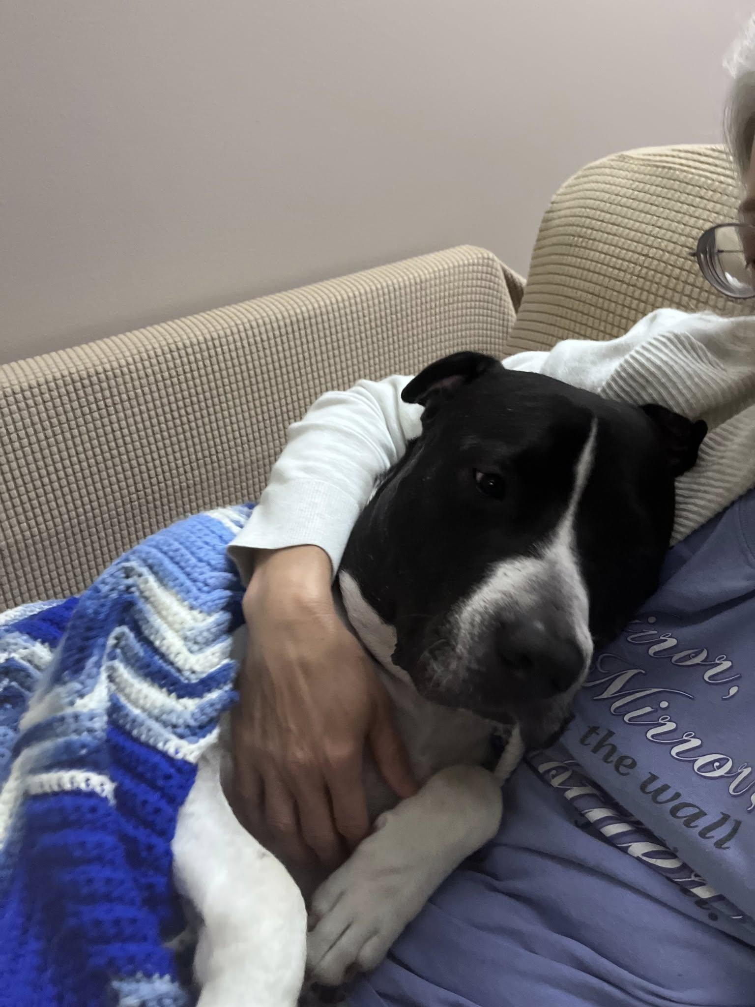 Dale, a Adoptable mixed breed in Speedway, IN image 4/6