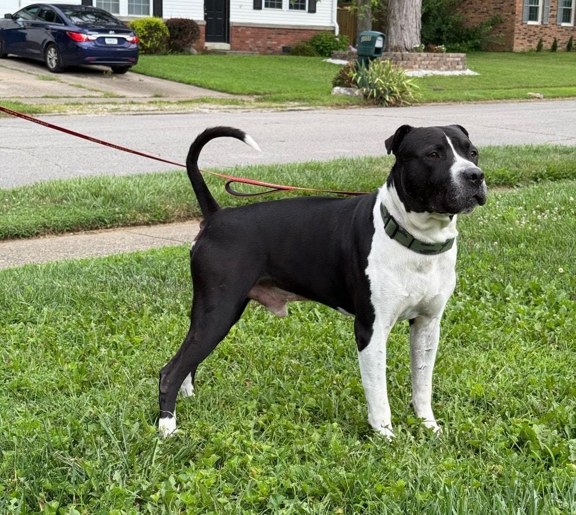 Dale, a Adoptable mixed breed in Speedway, IN image 6/6