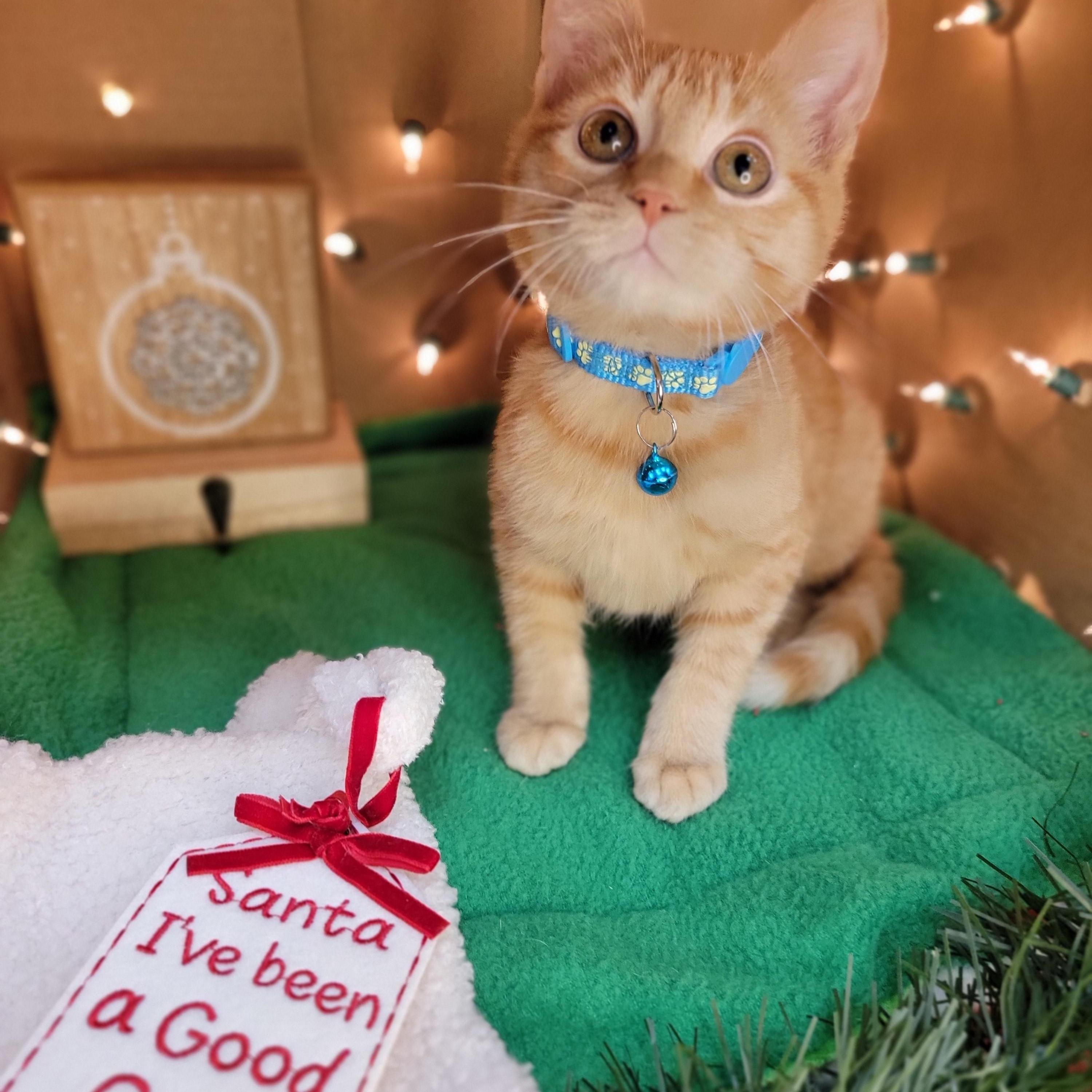 Enlarge George - Sweet and affectionate, an adopted Domestic Short Hair in Muskego, WI image 1/5