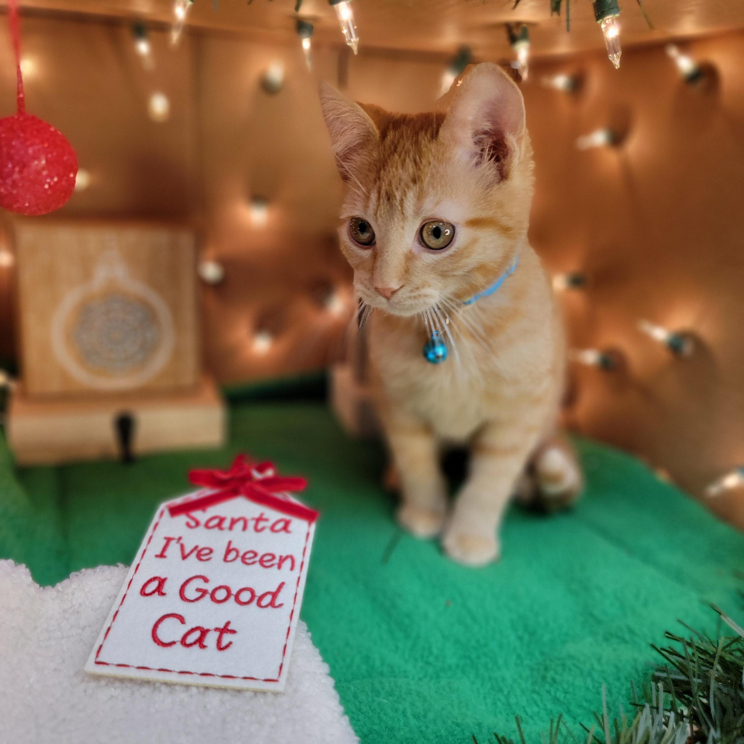 Enlarge George - Sweet and affectionate, an adopted Domestic Short Hair in Muskego, WI image 2/5