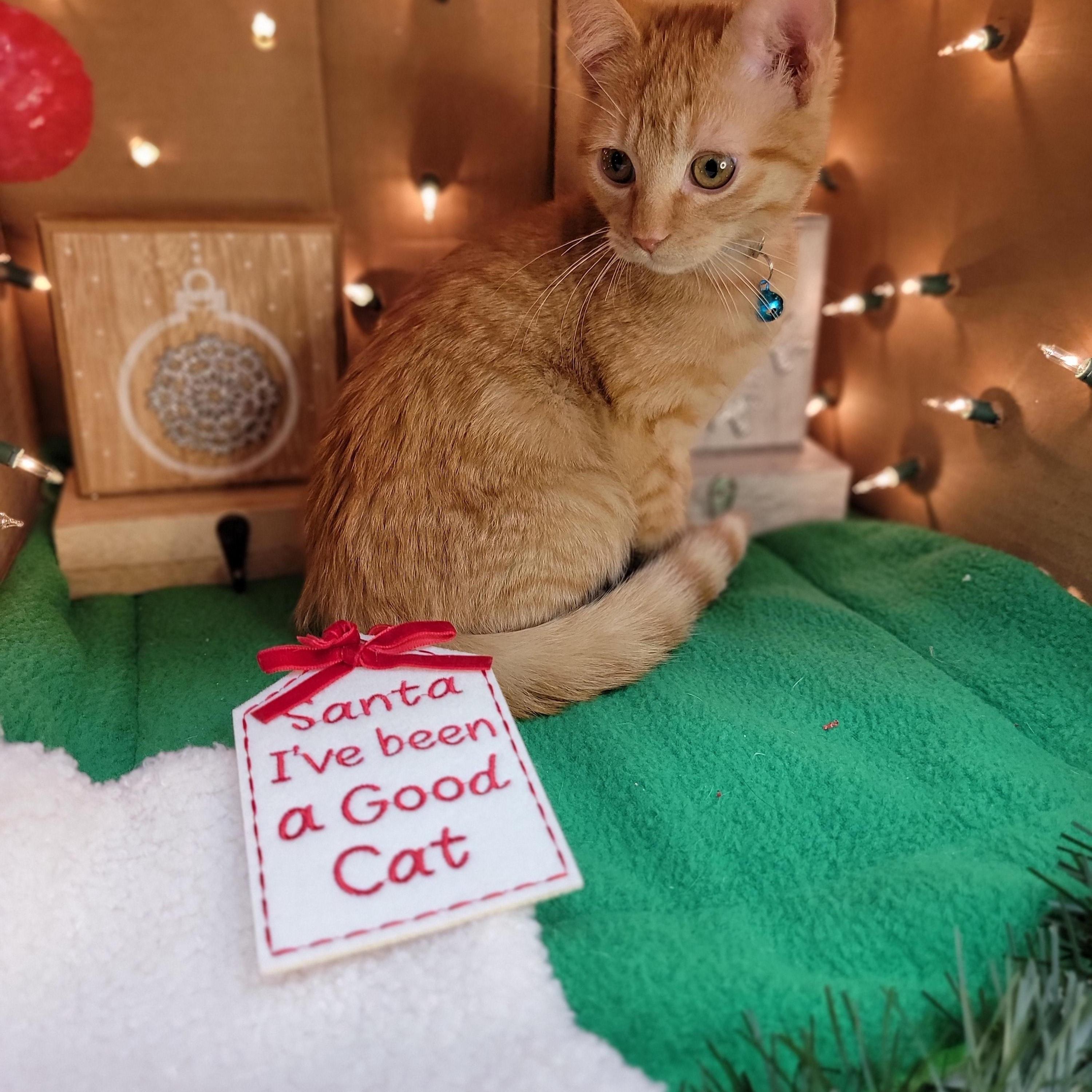Enlarge George - Sweet and affectionate, an adopted Domestic Short Hair in Muskego, WI image 3/5