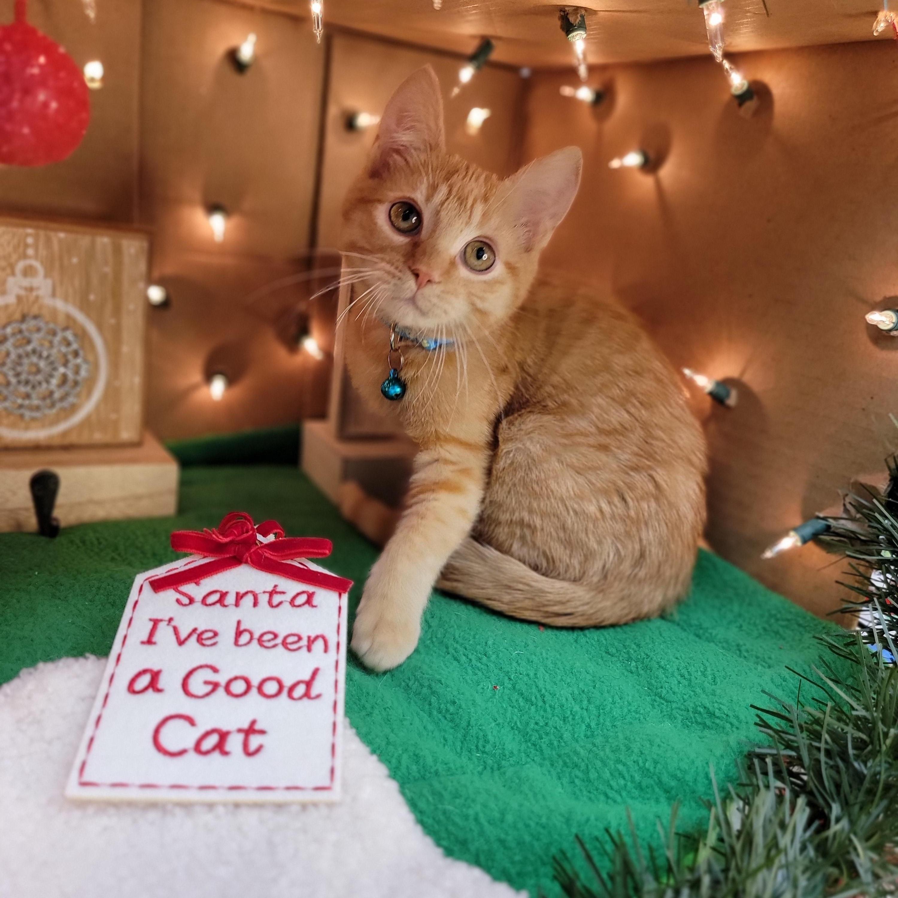 Enlarge George - Sweet and affectionate, an adopted Domestic Short Hair in Muskego, WI image 4/5