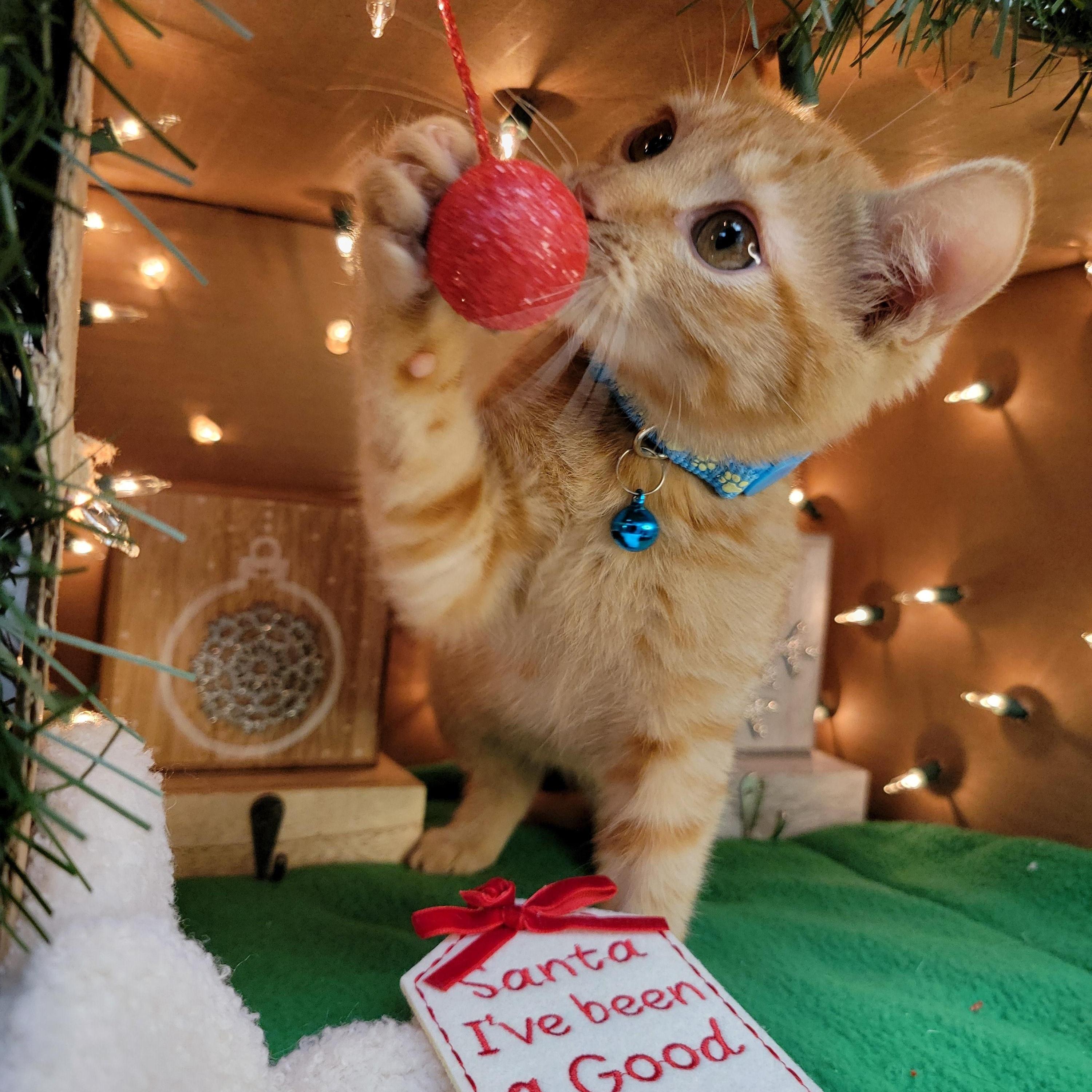 Enlarge George - Sweet and affectionate, an adopted Domestic Short Hair in Muskego, WI image 5/5