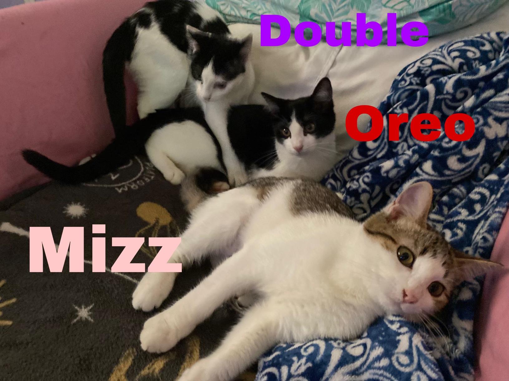 Enlarge Double Stuff, a Adoptable Domestic Short Hair in Fort Worth, TX image 1/2