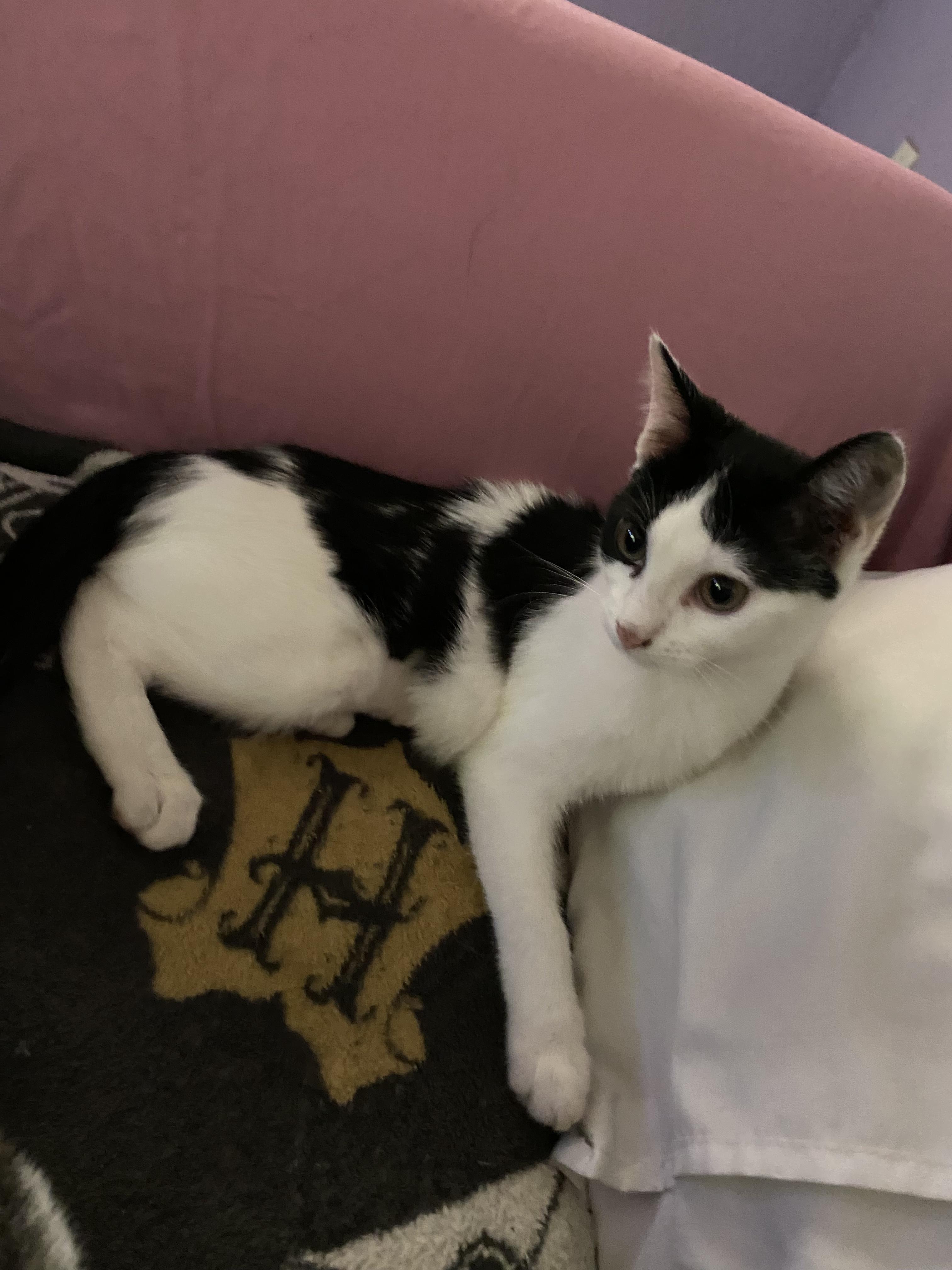 Enlarge Double Stuff, a Adoptable Domestic Short Hair in Fort Worth, TX image 2/2