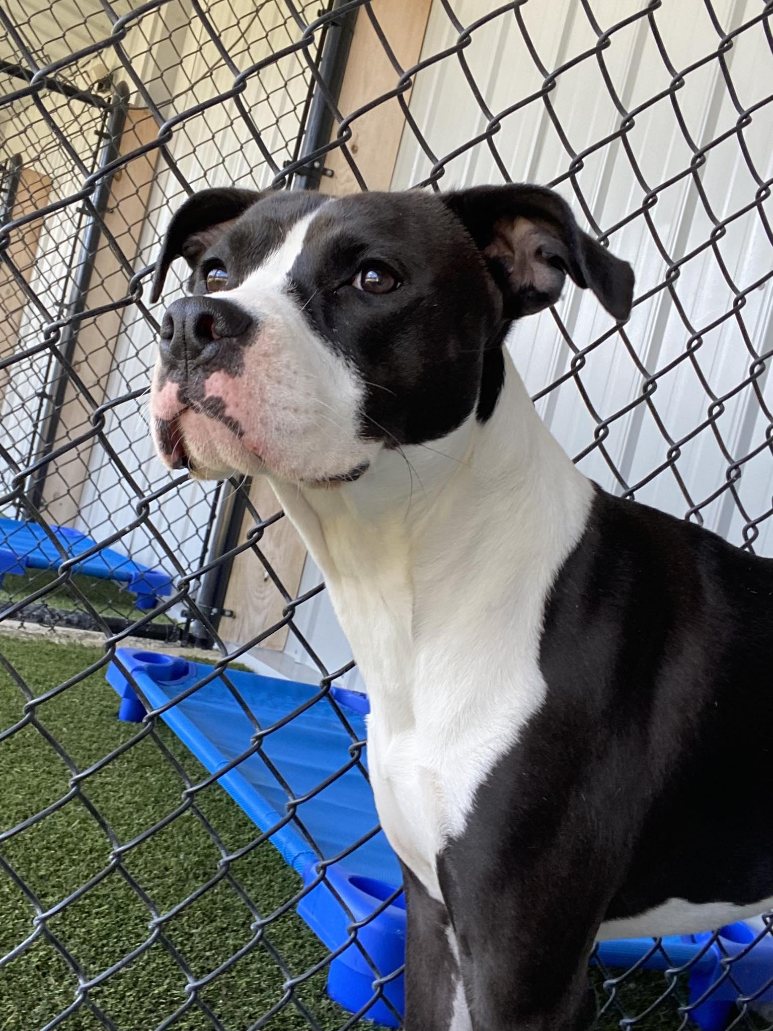 Enlarge River, a ADOPTABLE mixed breed in Richmond, KY image 2/6