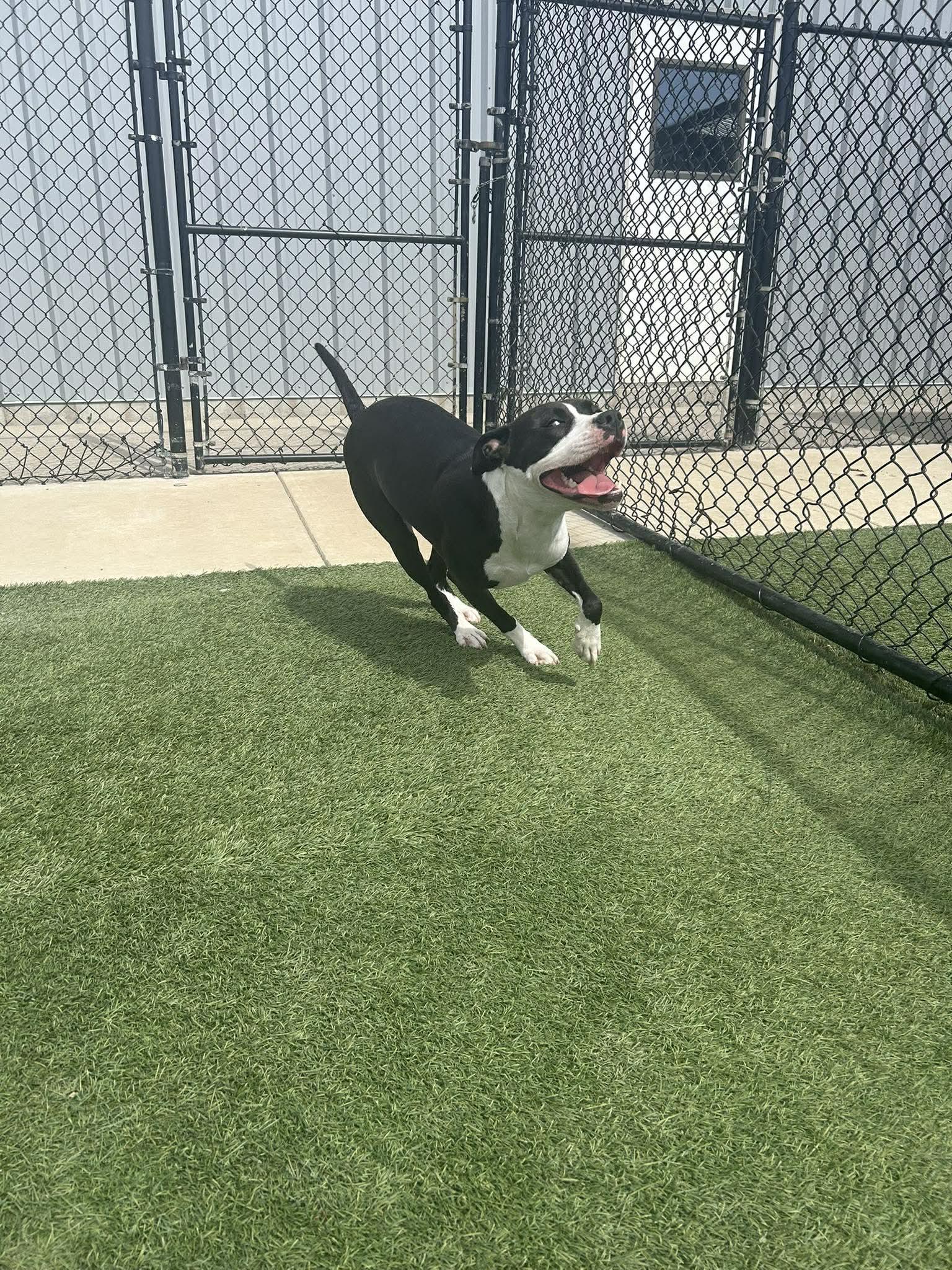 Enlarge River, a ADOPTABLE mixed breed in Richmond, KY image 5/6