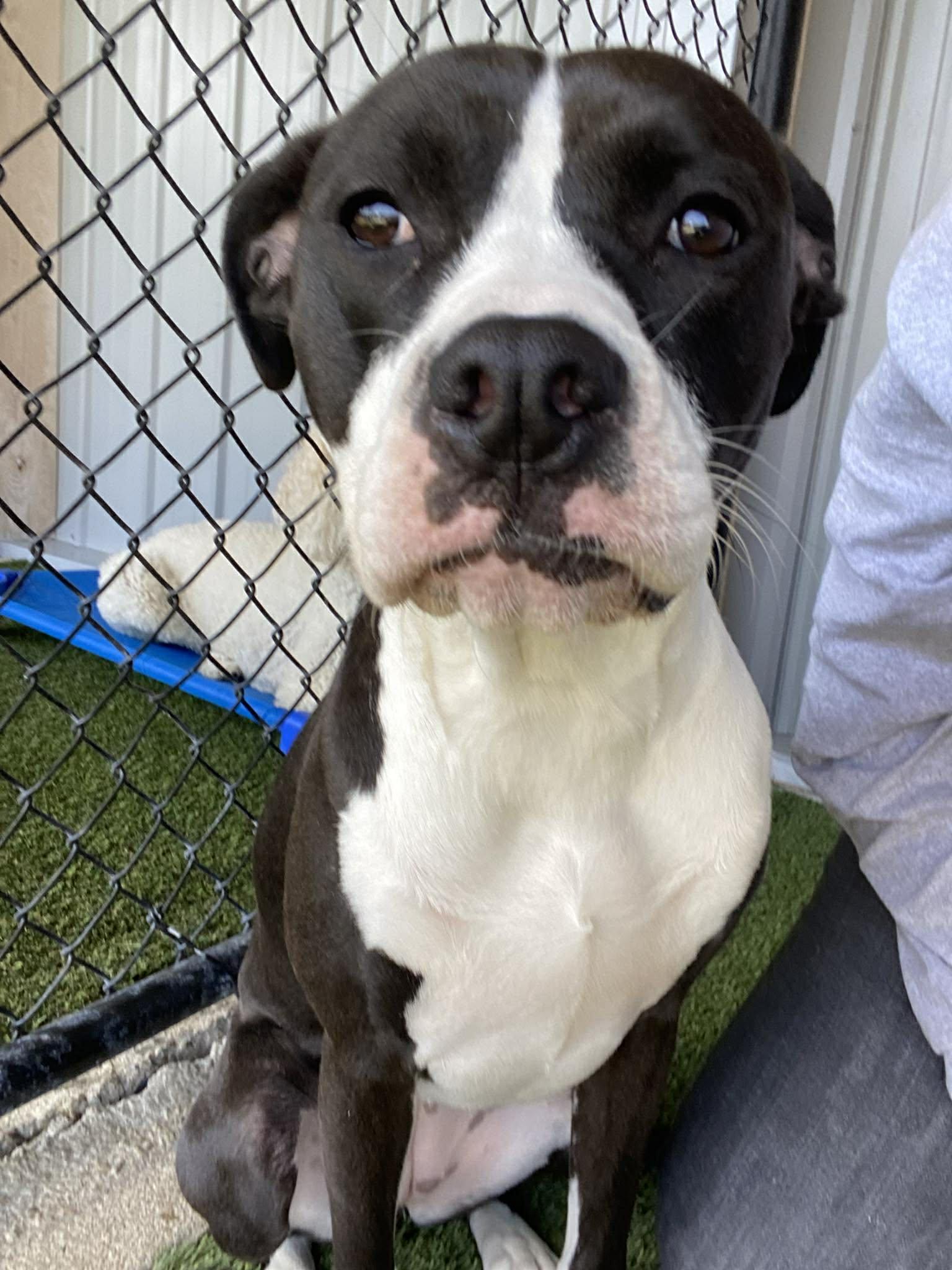 Enlarge River, a ADOPTABLE mixed breed in Richmond, KY image 3/6
