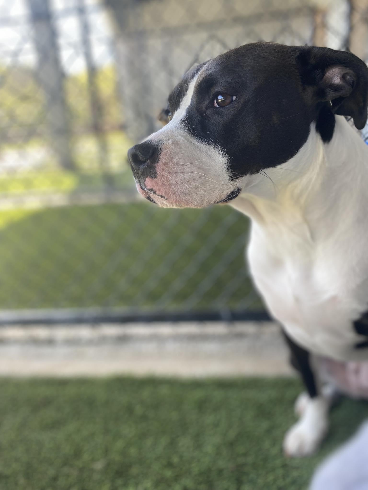 Enlarge River, a ADOPTABLE mixed breed in Richmond, KY image 6/6