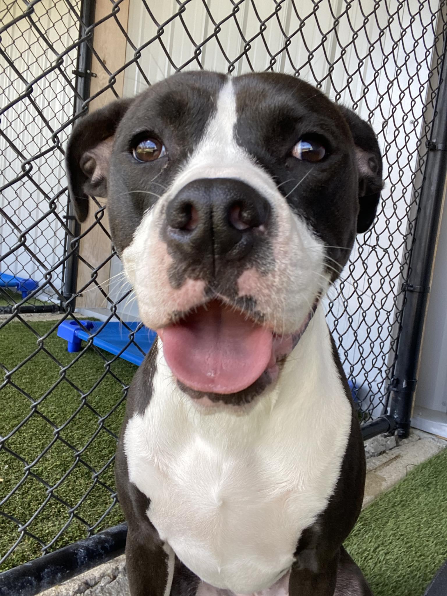 Enlarge River, a ADOPTABLE mixed breed in Richmond, KY image 1/6