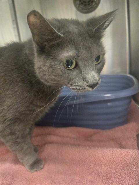 Enlarge LUNA TUNA, a Adoptable Domestic Short Hair in Minneapolis, MN image 1/1