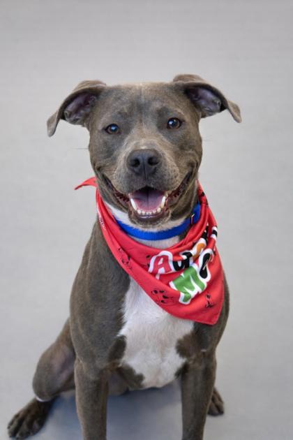 Enlarge Boris, a Adoptable mixed breed in Gwinn, MI image 1/1