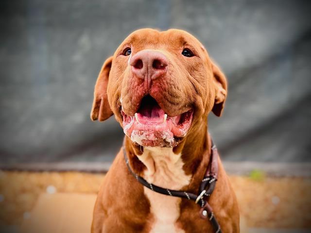 Enlarge ACE, a Adoptable mixed breed in Orlando, FL image 1/1