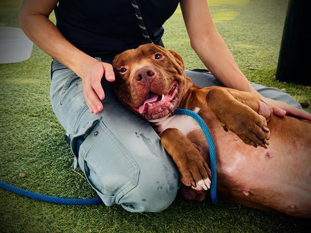ACE, Adoptable, Adult Male Labrador Retriever & Mixed Breed.