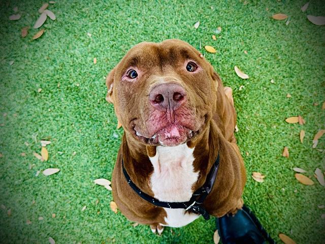 Enlarge ACE, a Adoptable mixed breed in Orlando, FL image 1/1