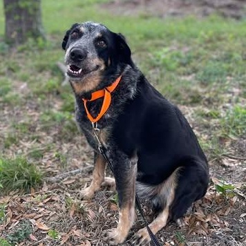 Gus, an adopted Australian Cattle Dog / Blue Heeler in Center Point, TX image 4/4