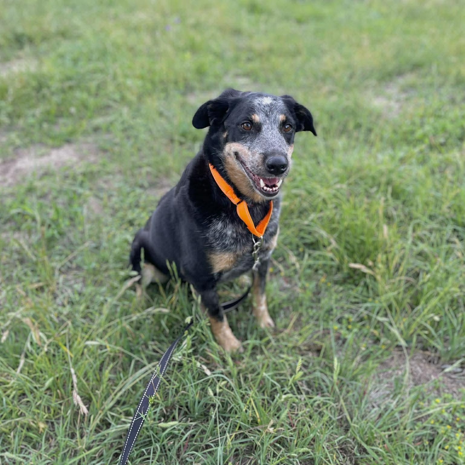 Gus, an adopted Australian Cattle Dog / Blue Heeler in Center Point, TX image 3/4