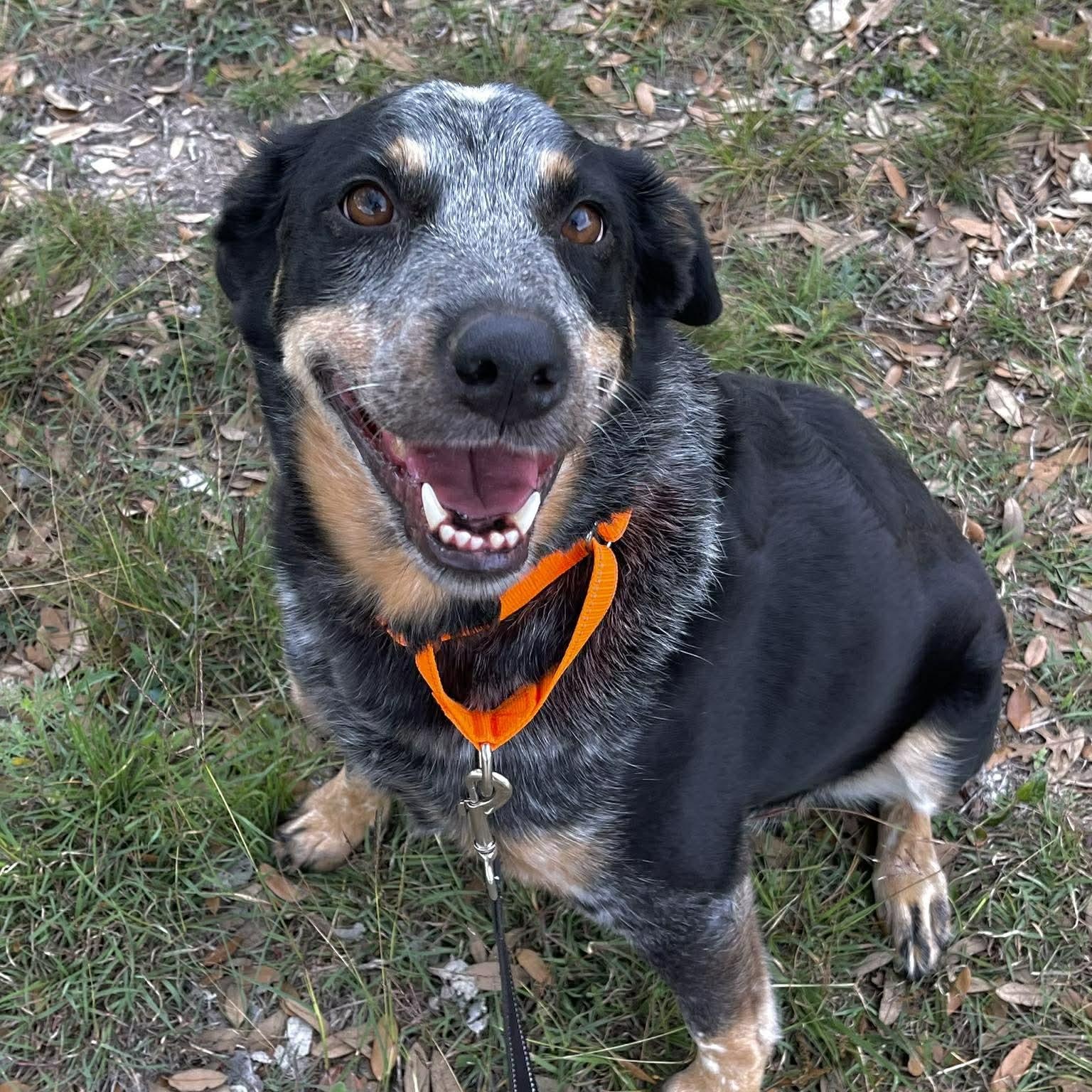 Gus, an adopted Australian Cattle Dog / Blue Heeler in Center Point, TX image 1/4
