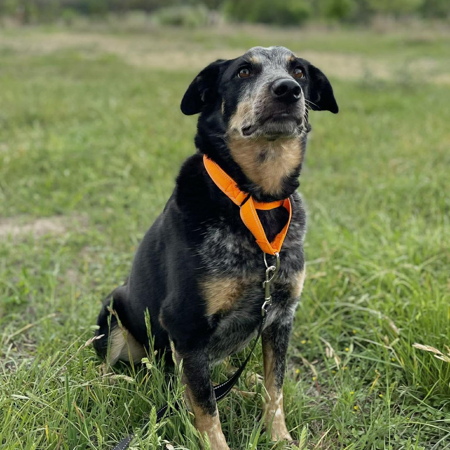 Gus, an adopted Australian Cattle Dog / Blue Heeler in Center Point, TX image 2/4