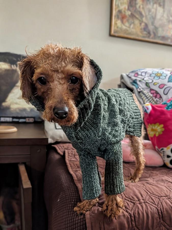 Enlarge Honey Bear, a Adopted mixed breed in Painesville, OH image 2/4
