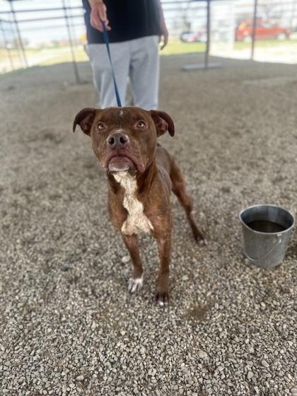 Rusty — thumbnail 4