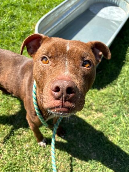 Rusty — thumbnail 5