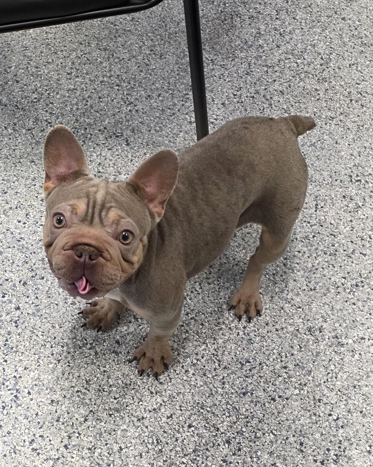 Enlarge Velvet, an adopted French Bulldog in Momence, IL image 1/1