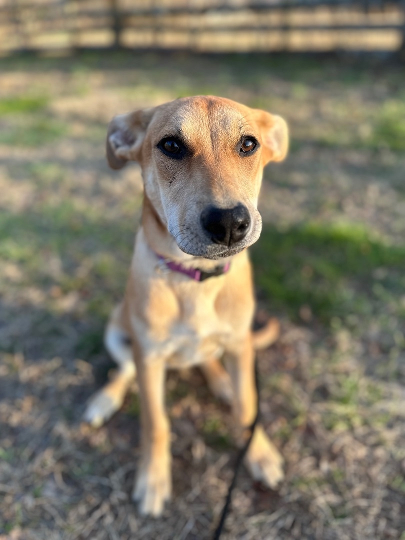 Chloe , Adopted, Puppy Female German Shepherd Dog.