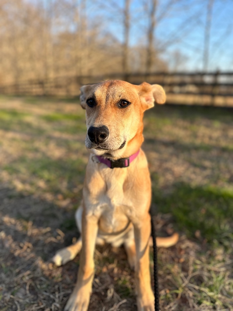 Enlarge Chloe , a Adopted German Shepherd Dog in College Grove, TN image 3/6