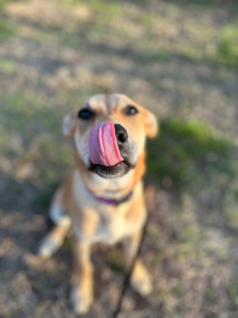 Enlarge Chloe , a Adopted German Shepherd Dog in College Grove, TN image 4/6