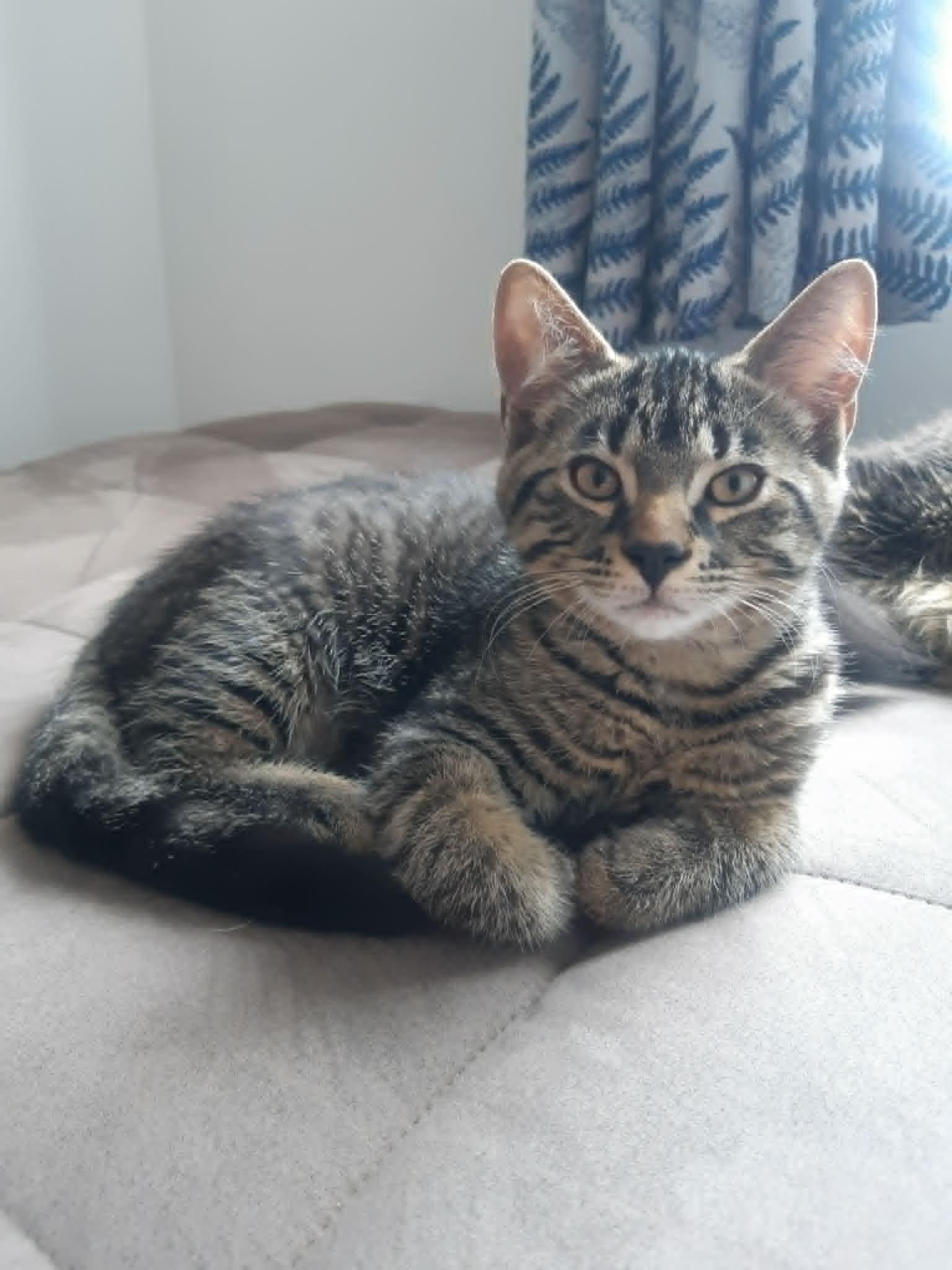 Tarte, Adopted, Kitten Male Domestic Short Hair.