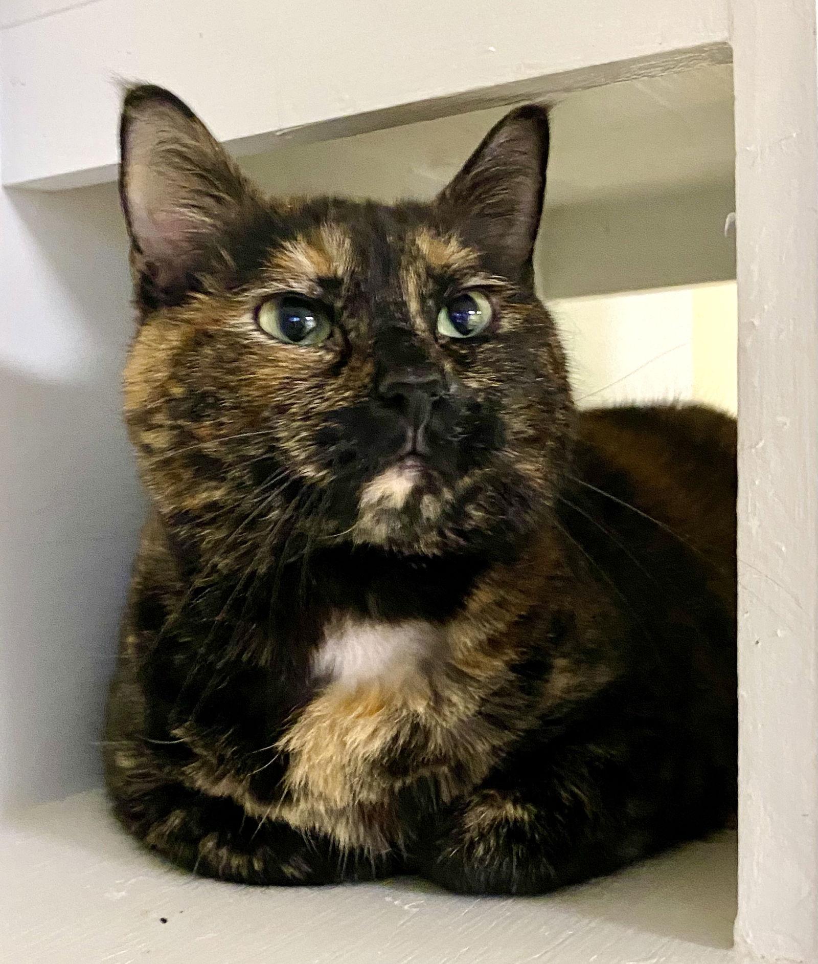 Enlarge Tawny, a Adoptable mixed breed in Fargo, ND image 1/2