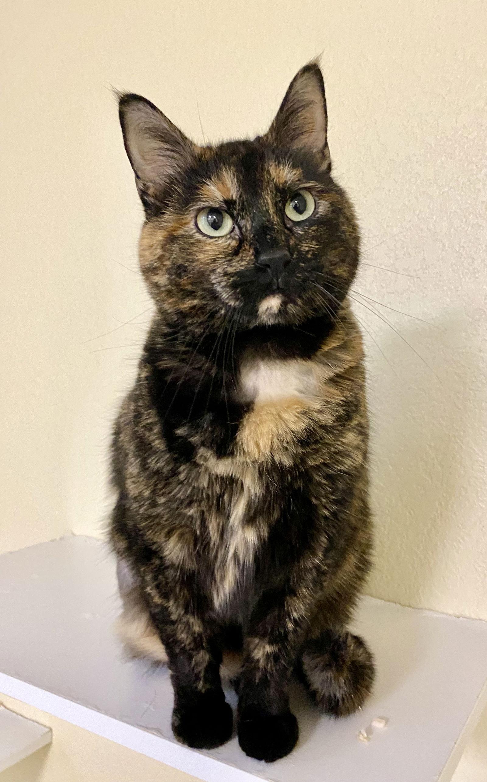 Enlarge Tawny, a Adoptable mixed breed in Fargo, ND image 2/2