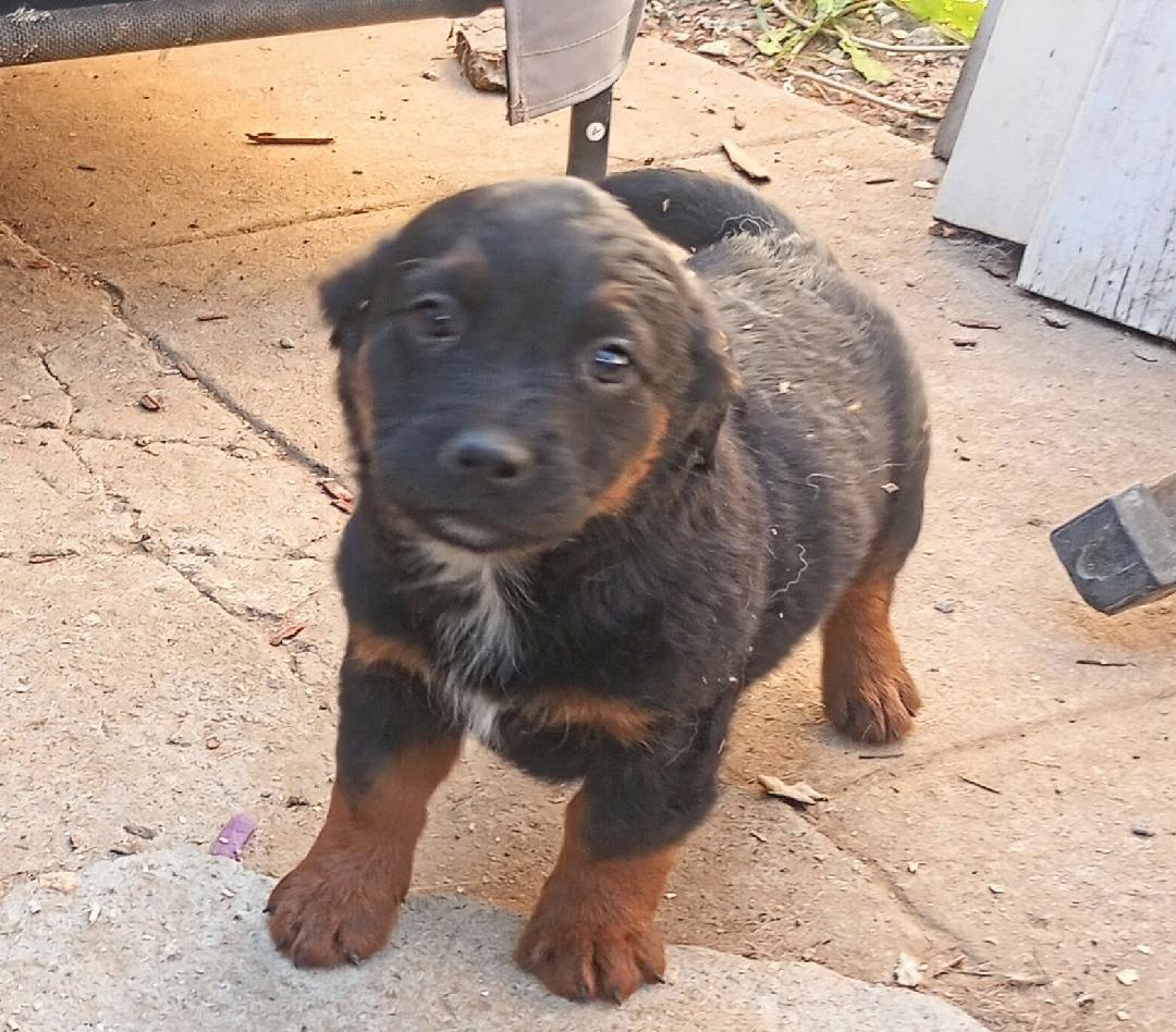 Enlarge Shy Guy, a Adoptable mixed breed in Burbank, CA image 2/2