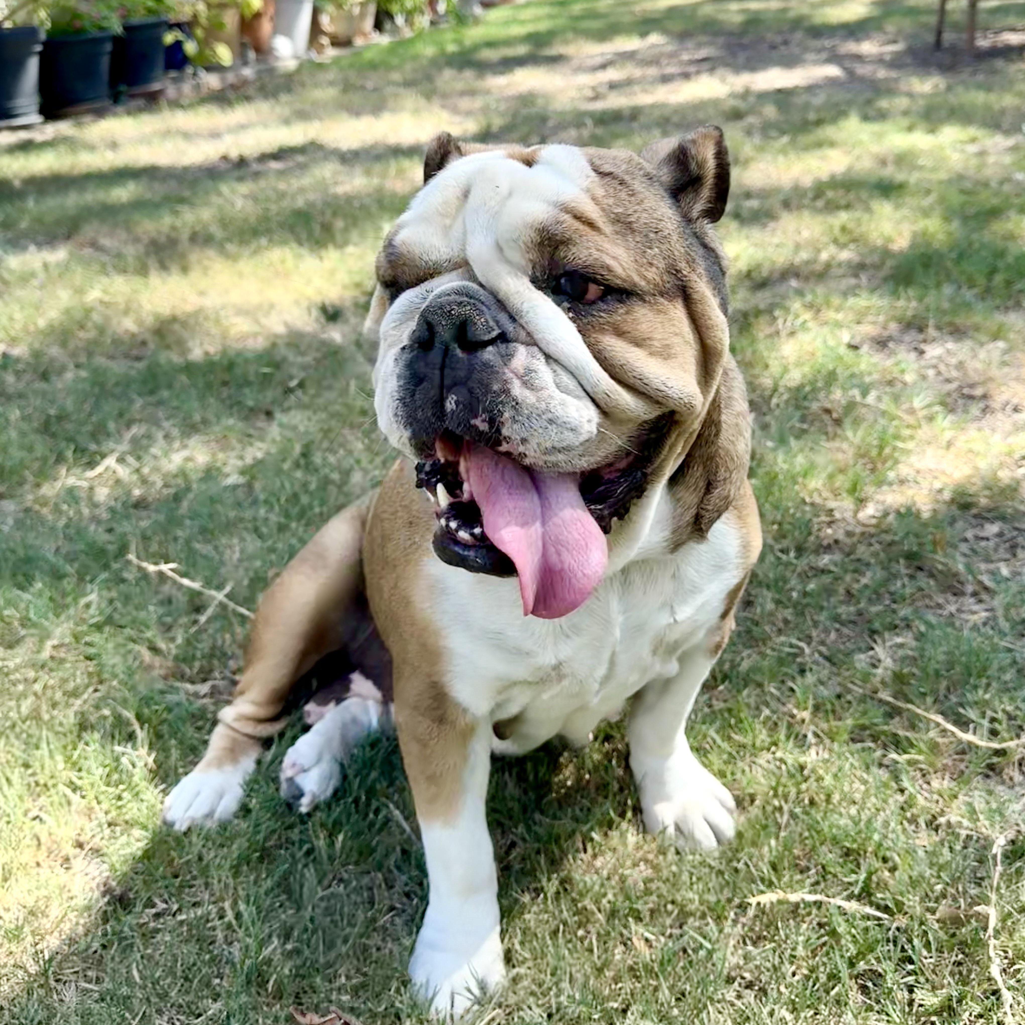 Wilhelmina, the perfect female bulldog, a Adoptable English Bulldog in Lockhart, TX image 4/5