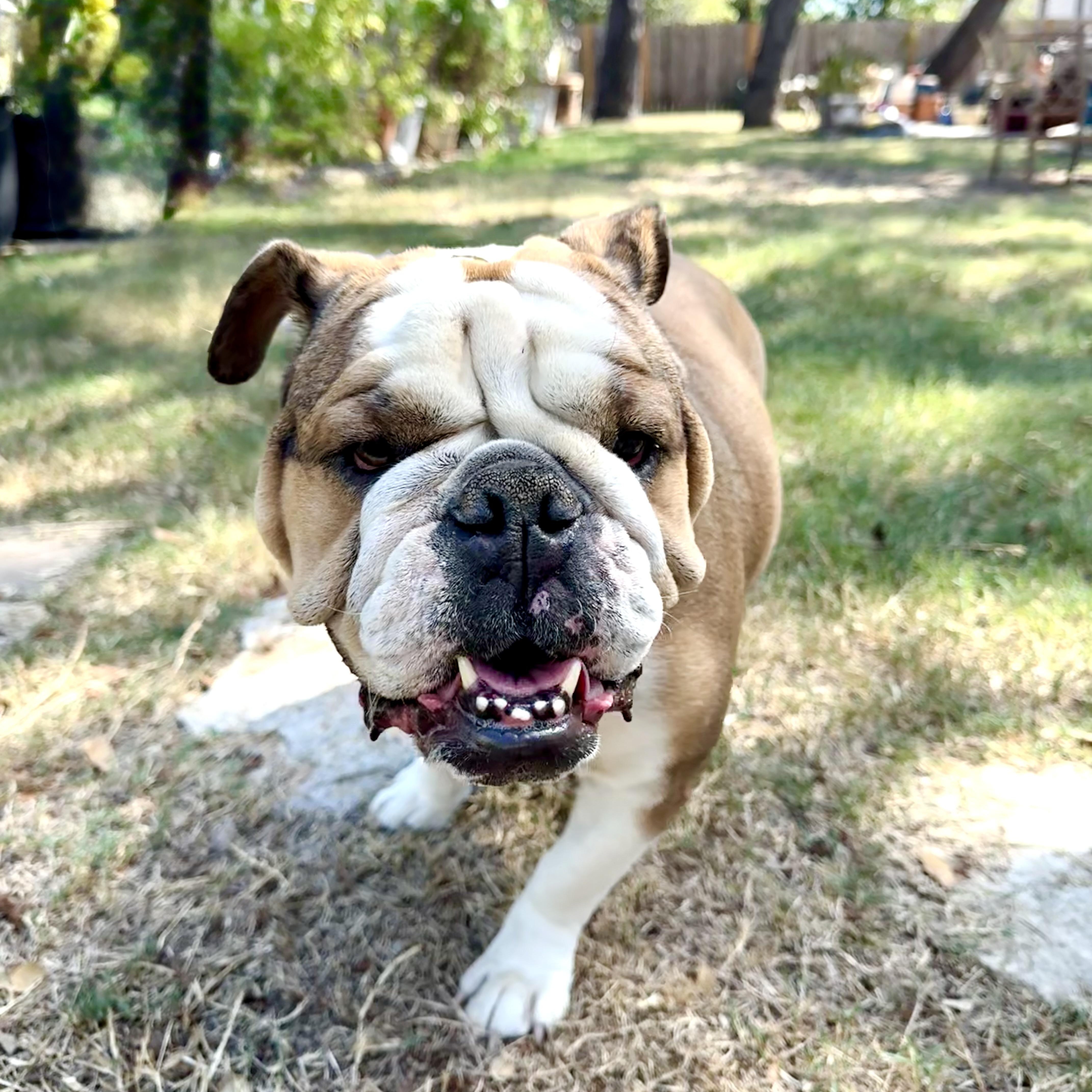 Wilhelmina, the perfect female bulldog, a Adoptable English Bulldog in Lockhart, TX image 1/5