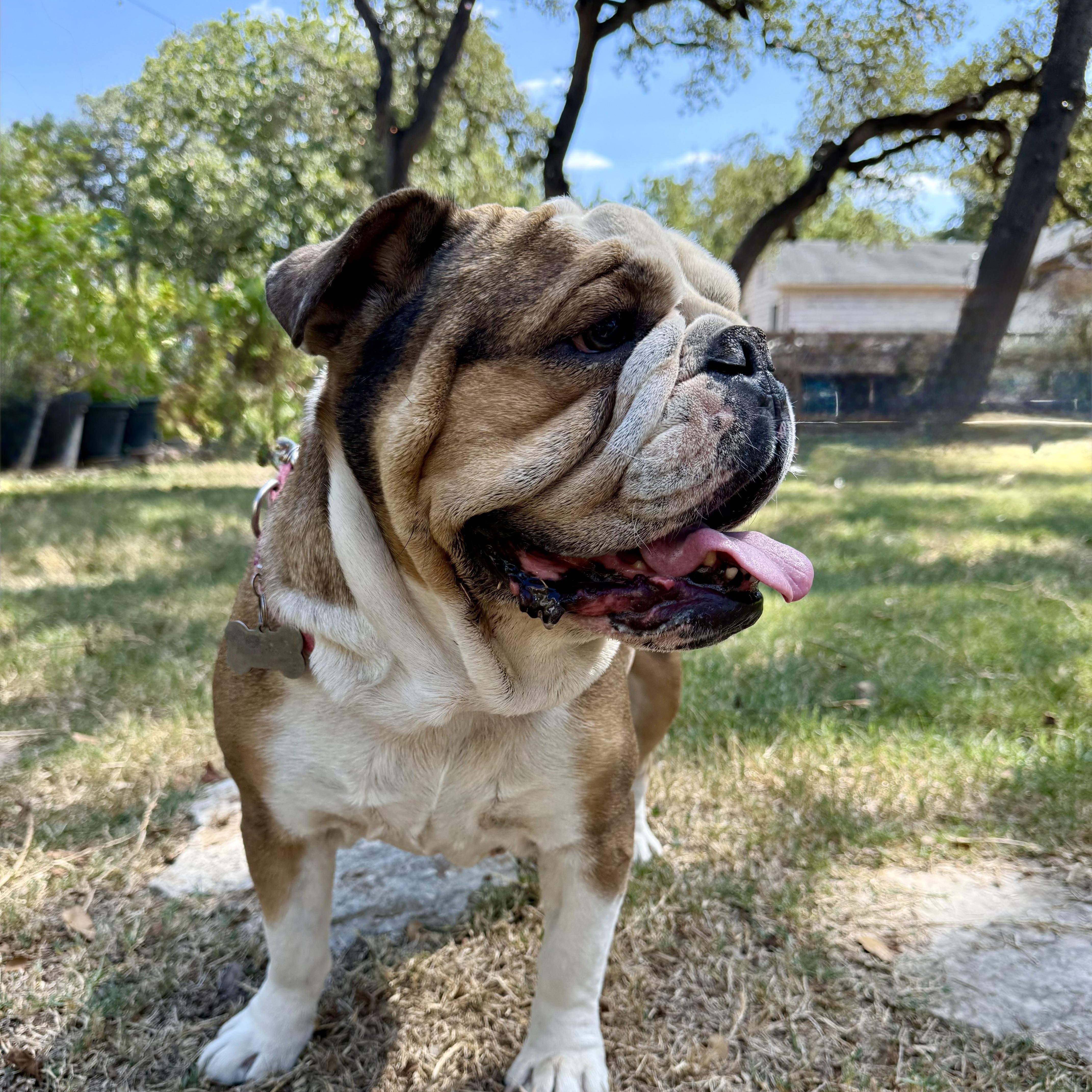 Wilhelmina, the perfect female bulldog, a Adoptable English Bulldog in Lockhart, TX image 5/5