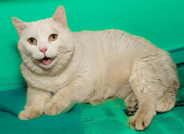 MEMAW, Adoptable, Senior Female Domestic Short Hair & Domestic Short Hair.