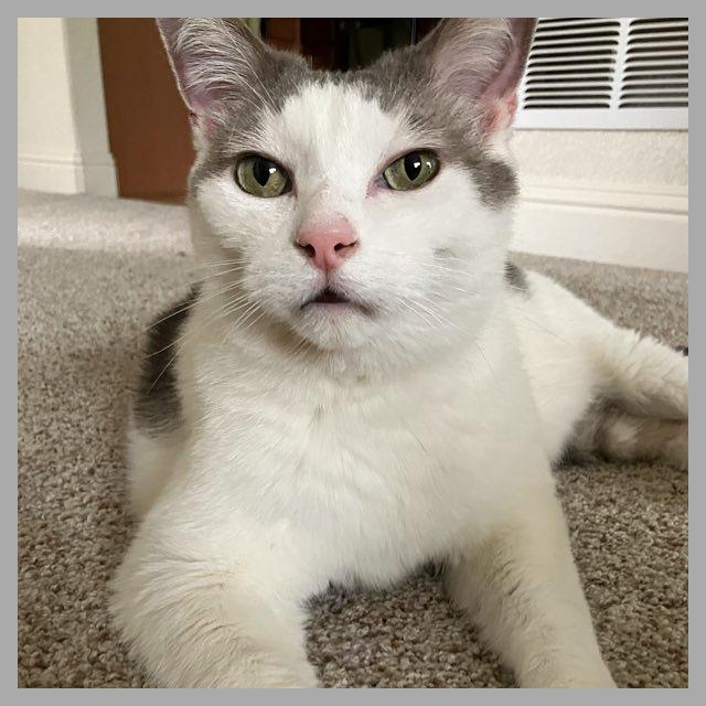 Comet, Adoptable, Senior Male Domestic Short Hair.