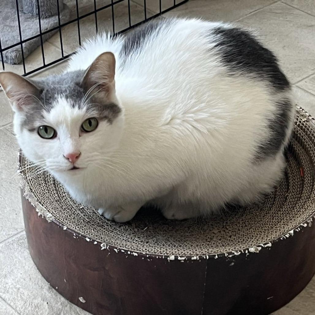 Comet, Adoptable, Senior Male Domestic Short Hair.