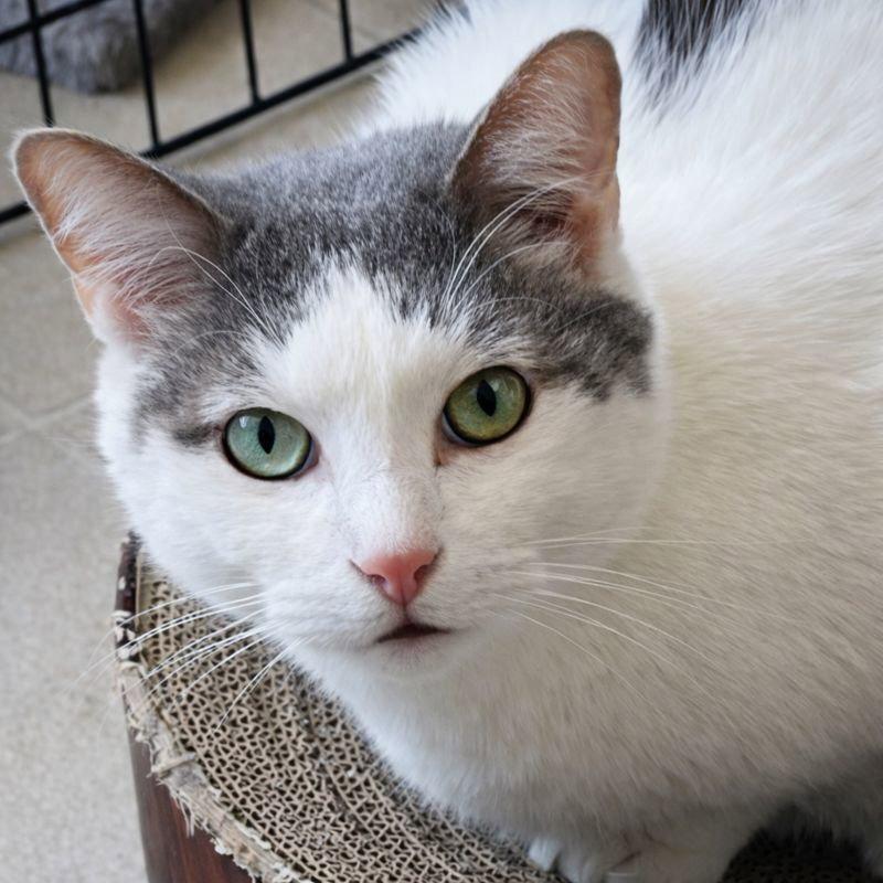Comet, a Adoptable Domestic Short Hair in Laramie, WY image 2/4