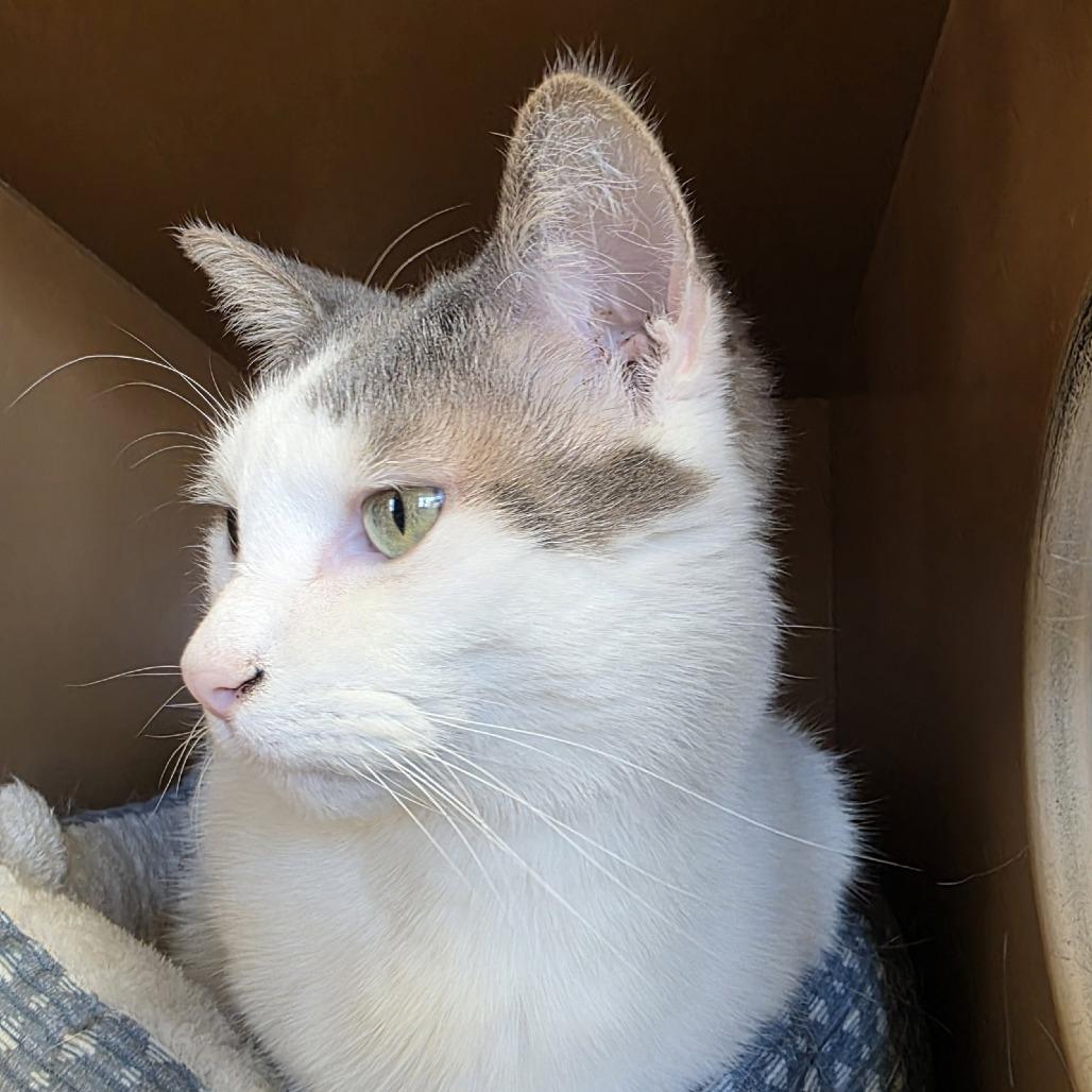 Comet, a Adoptable Domestic Short Hair in Laramie, WY image 3/4