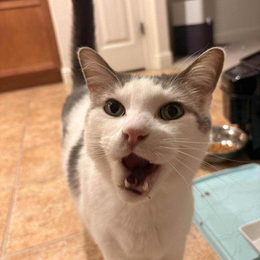 Comet, a Adoptable Domestic Short Hair in Laramie, WY image 6/6