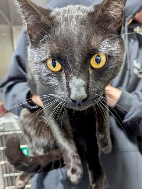 25-12-3740 Clyde, Adoptable, Adult Male Domestic Short Hair.